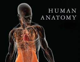 HUMAN ANATOMY & PHYSIOLOGY (O1149_1)