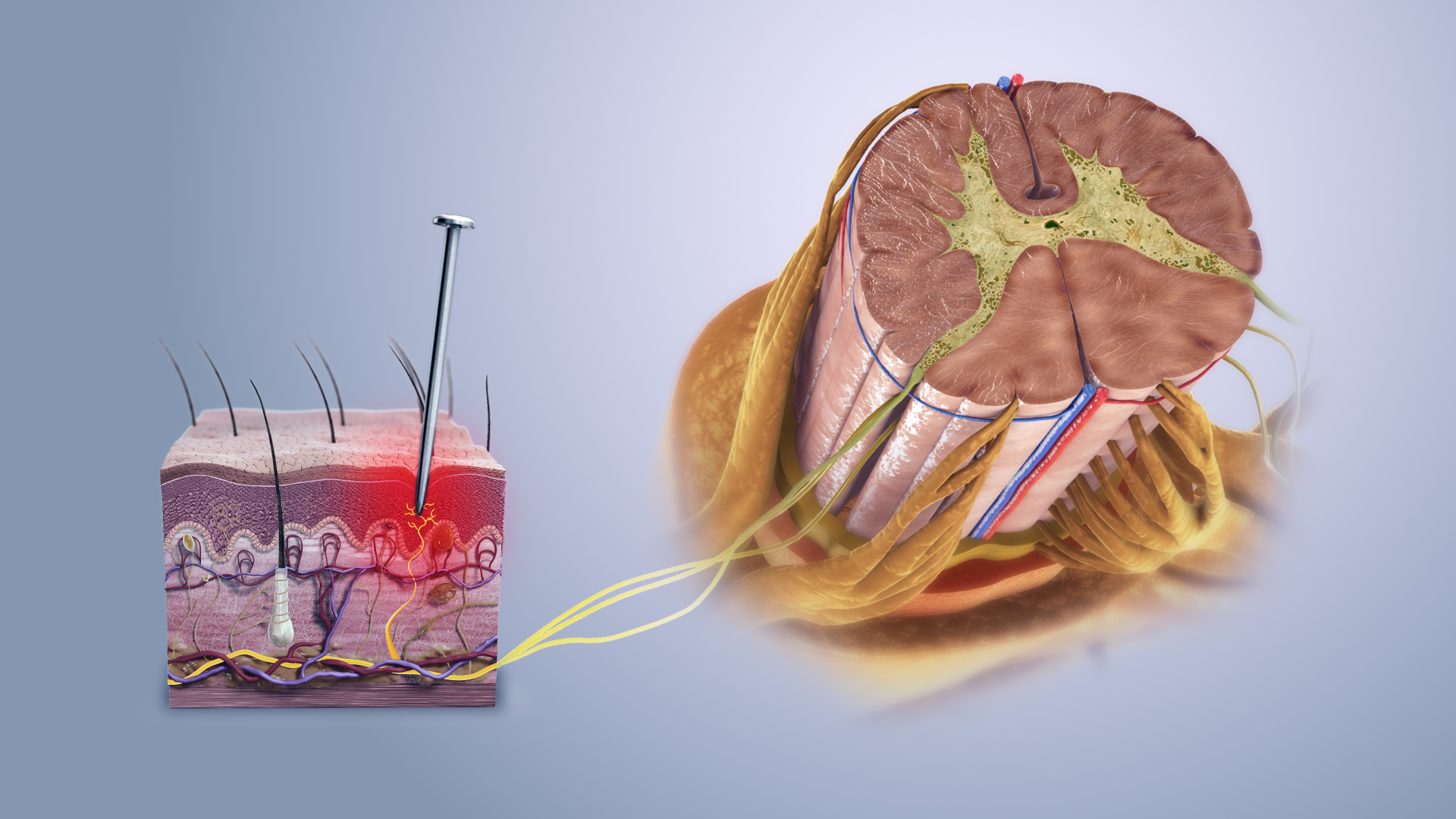 PHYSIOLOGICAL BASES TO MUSCULOSKELETAL AND NEUROLOGICAL REHABILITATION (MCRH7002_1)