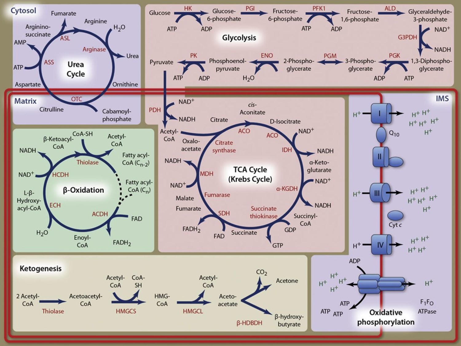 BIOCHEMISTRY (D1188_1)