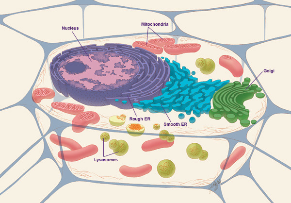 CELL BIOLOGY & NUTRIGENETICS (D1189)