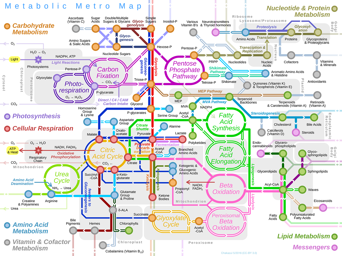 CELLULAR BIOCHEMISTRY (BS5112_1)