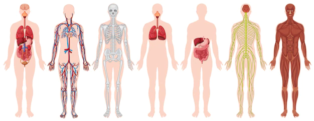 ANATOMY AND PHYSIOLOGY FOR SPORT (SE4001_1)