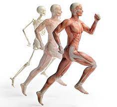 MUSCULOSKELETAL ASSESSMENT AND TREATMENT (PT5117_1)