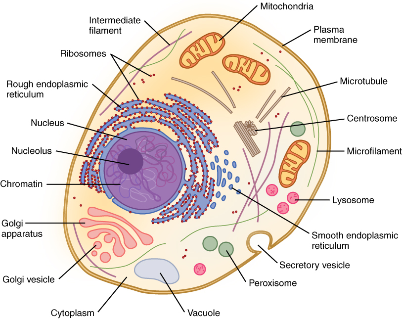 INTRODUCTION TO PHYSIOLOGY 1 (PT4111_1)