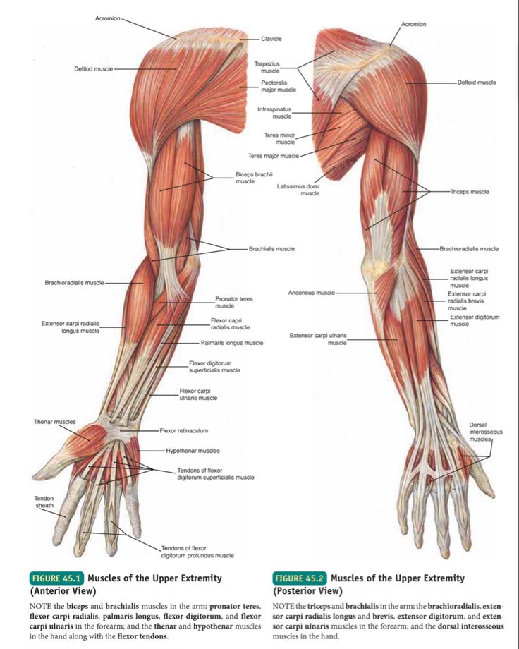 ANATOMY, ASSESSMENT AND TREATMENT SKILLS – UPPER LIMB (PT4115_1)