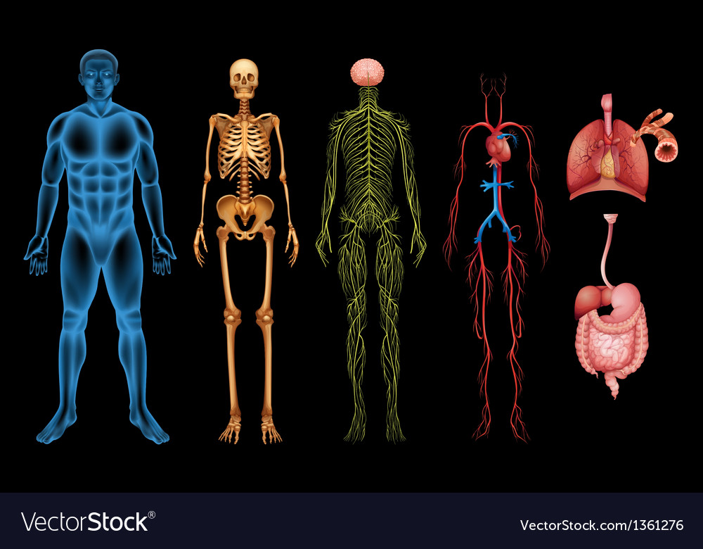 INTRODUCTION TO PHYSIOLOGY 2 (PT4112_1)